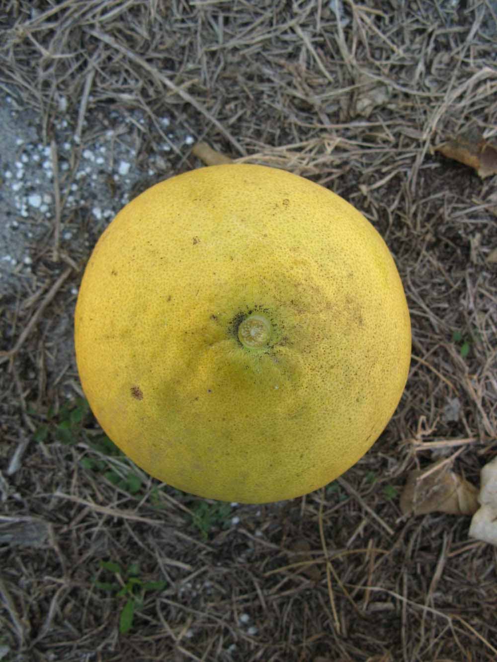              Fruit (Nakon, Winter Haven, FL)       